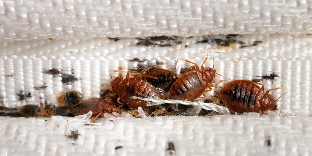 Lizard control Service