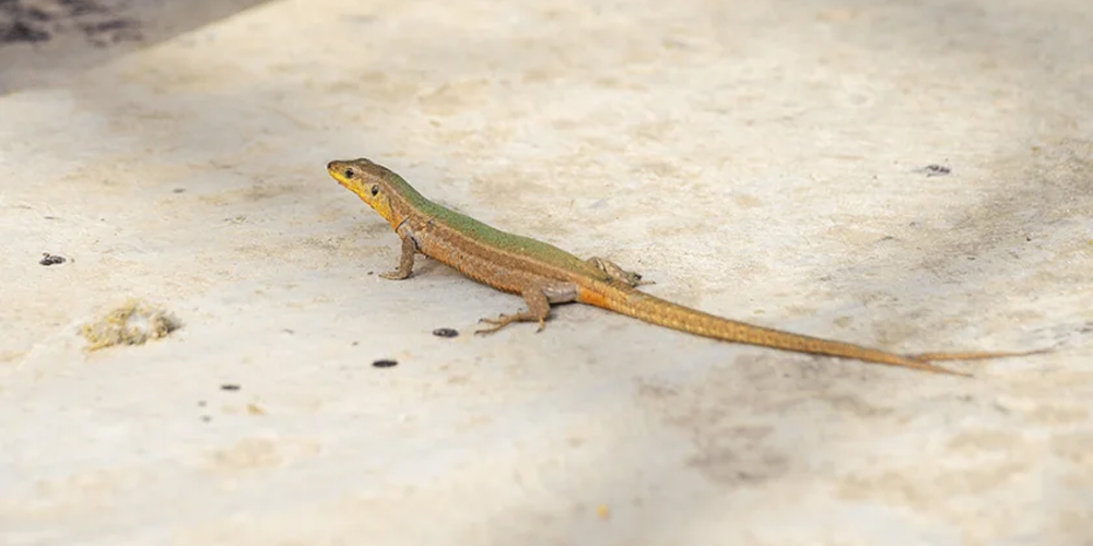 Lizard control Service