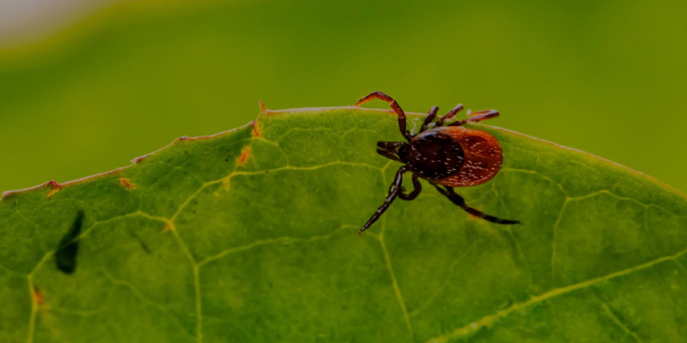 Lizard control Service